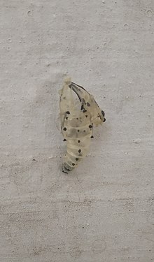 Pupal shell after butterfly has Emerged - Painted Jezebel Pupa shell after Butterfly emerged.jpg