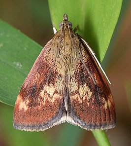 Pyrausta homonymalis