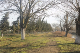 Qalaqayın. Küknar ağacları.