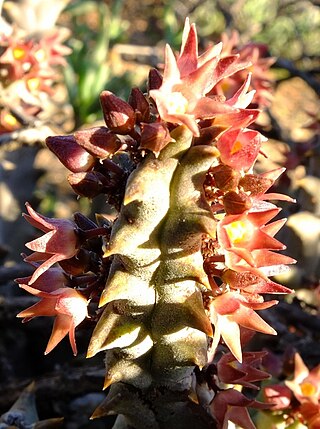 <i>Quaqua incarnata</i> Succulent endemic to the Namaqualand