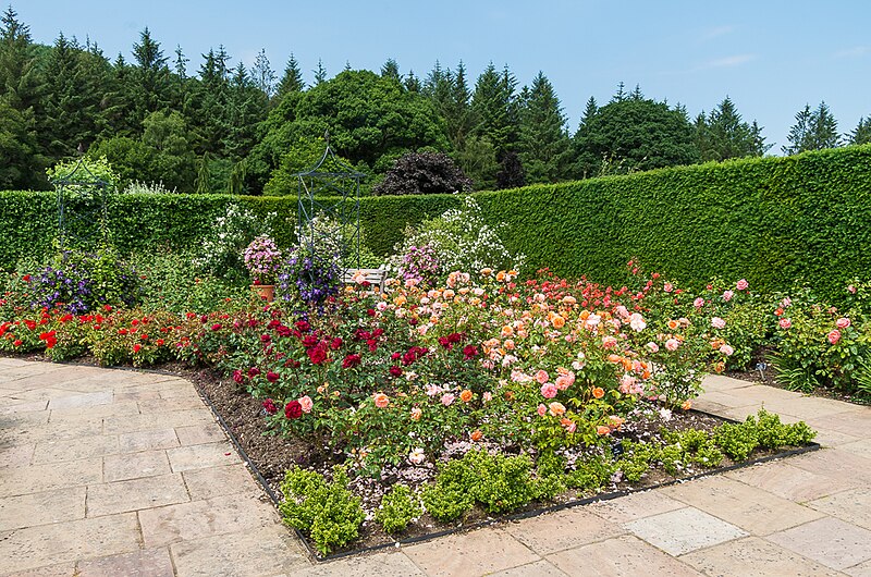 File:Queen Mother's Rose Garden - geograph.org.uk - 6008785.jpg