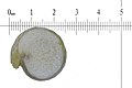 Ukuran Quinoa ing Milimeter