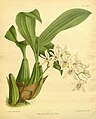 Coelogyne flaccida (as syn. Coelogyne lactea) Plate 459 in: R.Warner - B.S.Williams: The Orchid Album (1882-1897)