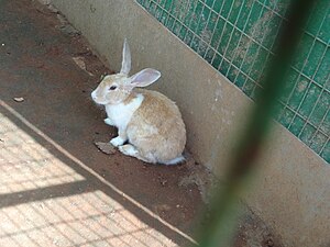 ಮುಯ್ಯೆರ್