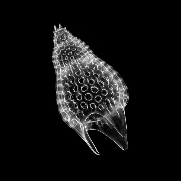 File:Radiolarian - Podocyrtis (Lampterium) mitra Ehrenberg - 160x.jpg