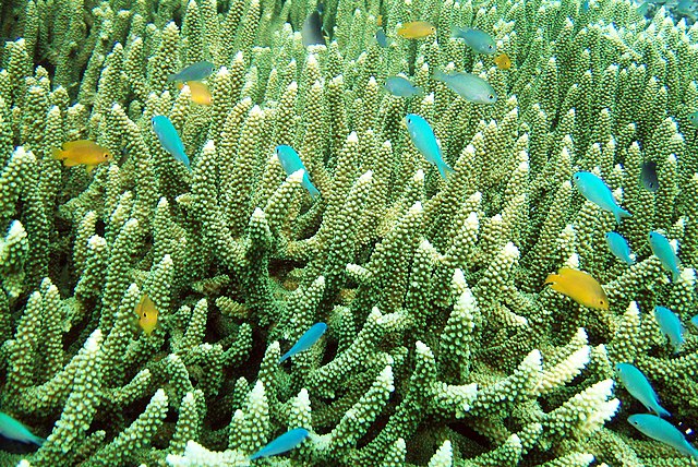 Marine biodiversity of Raja Ampat.
