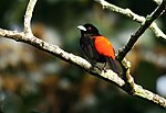 Ramphocelus passerinii (male) -Costa Rica-8.jpg