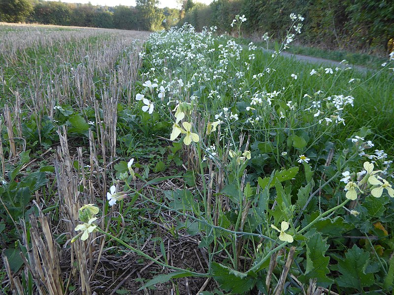 File:Raphanus raphanistrum habitat.jpg