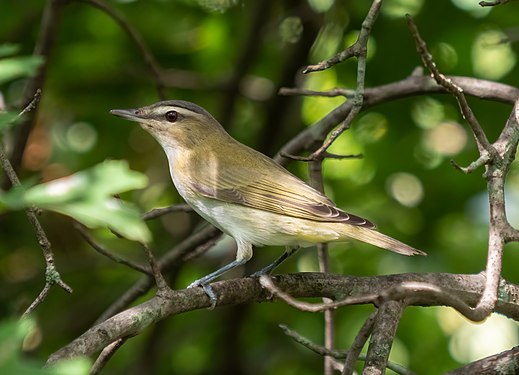 Red-eyed vireo on Lookout Hill, Prospect Park