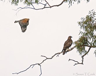 A red-shouldered hawk flies in to harass a red-tailed hawk, which often outcompetes and is occasionally dangerous to smaller raptors. Red-shouldered Hawk harasses Red-tailed Hawk (50854764961).jpg