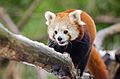 Red Panda (16179305987).jpg