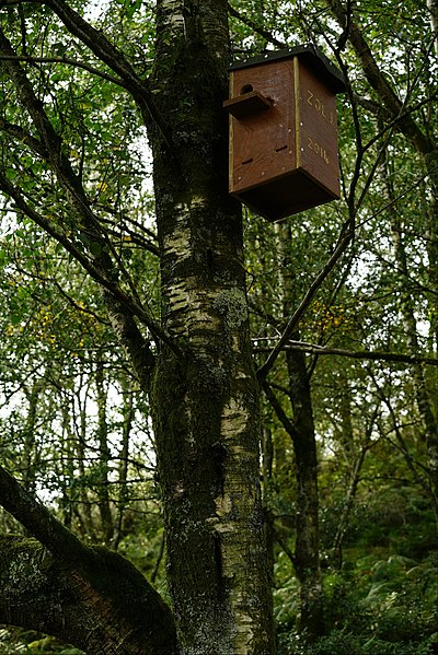 File:Red Squirrel Nest Box (14995647949).jpg