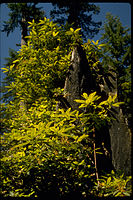 Redwood National Park REDW9345.jpg