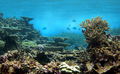 Reef habitats at Palmyra Atoll - Peerj-81-fig-3B.png