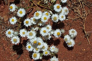 <i>Rhodanthe floribunda</i> Species of plant