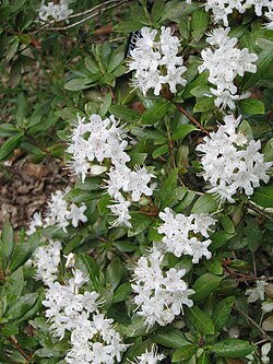 Rododendron hanceanum 