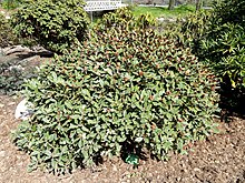 Rhododendron wasonii var. рододактил - Копенгаген университеті ботаникалық бақ - DSC07585.JPG