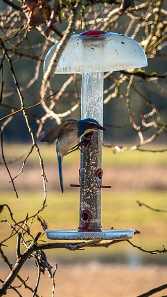 File:Ridgefield National Wildlife Refuge 2022 - 015.jpg