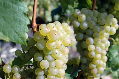 Rieslingstraße Oestrich-Winkel