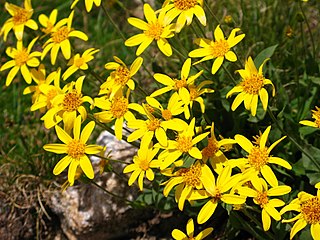 <i>Packera werneriifolia</i> Species of flowering plant