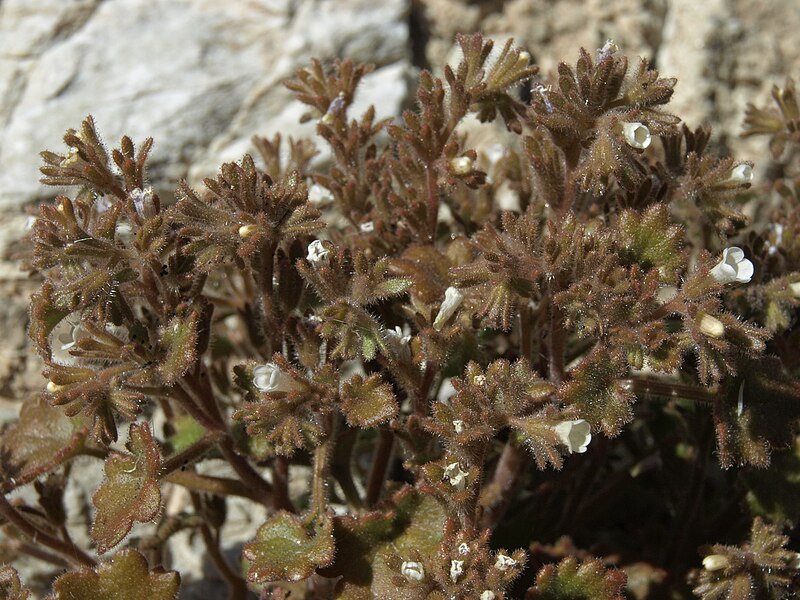 File:Rock phacelia, Phacelia rotundifolia (15795903877).jpg