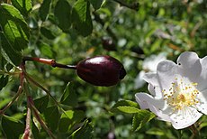 Rosa corymbifera fruit (4).jpg