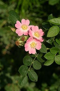 Rosoideae Subfamily of flowering plants