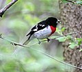 Thumbnail for File:Rose-breasted grosbeak in spring.jpg