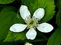 Rubus pensilvanicus (5756668386).jpg