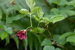 Rubus vernus 01. jpg