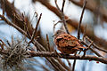 Ruddy Ground-Dove - Chocolatera (Columbina talpacoti) (♂) (12213511375).jpg