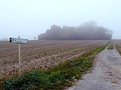 Un bosquet fantômatique en novembre.