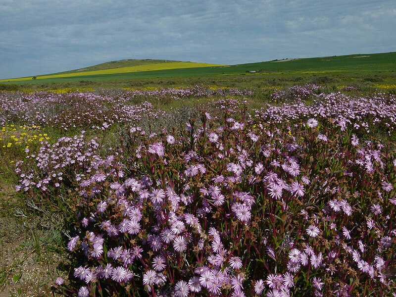 File:Ruschia beds.jpg