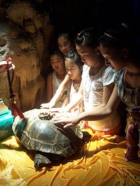 À Guilin (région autonome chinoise du Guangxi), dans la grotte de la Flûte de roseau, les membres d'une famille touchent la carapace d'une tortue pluricentenaire, considérée comme un symbole de longévité. (définition réelle 1 920 × 2 560)