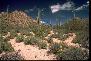 Saguaro National Park SAGU4638.jpg