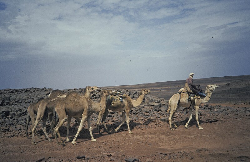 File:Sahara1984-42 hg.jpg