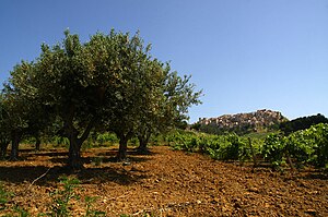 Salemi: Storia, Monumenti e luoghi dinteresse, Società