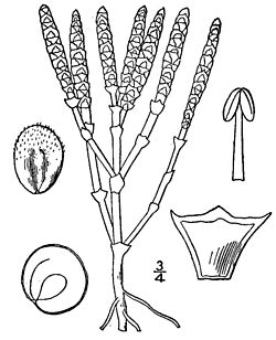 Salicornia bigelovii.jpg