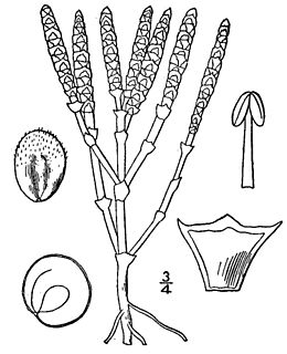 <i>Salicornia bigelovii</i> Species of flowering plant in the amaranth family Amaranthaceae