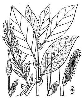 <i>Salix bebbiana</i> species of plant