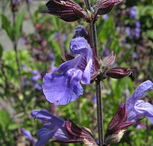 Salvia-officinalis-flower.jpg