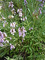 Salvia lavandulifolia