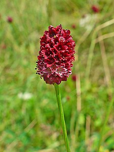 Sanguisorba officinalis Inmflorescence