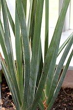 Miniatura para Sansevieria perrotii