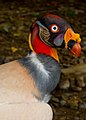 The king vulture has multi-colored wattles.