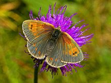 Сатирини - Erebia dromus-002.jpg