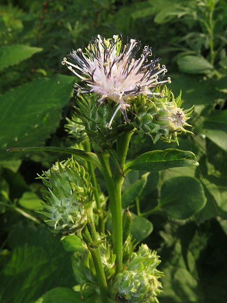 File:Saussurea neichiana 2.JPG