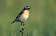 Whinchat Saxicola rubetra 3 tom (Marek Szczepanek).jpg