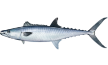 King Mackerel Wikipedia