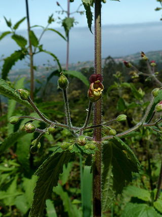 <i>Scrophularia scorodonia</i> Species of flowering plant